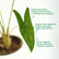 Alocasia Zebrina