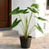 Alocasia Zebrina
