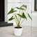 Alocasia Zebrina