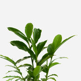 red ginger plant