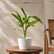 Alpinia Variegated
