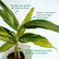 Alpinia Variegated
