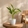 Alpinia Variegated
