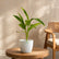 Alpinia Variegated
