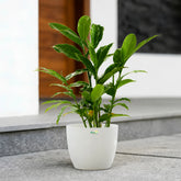 alpinia purpurata