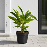 alpinia zerumbet