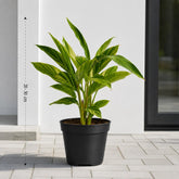 alpinia zerumbet plant