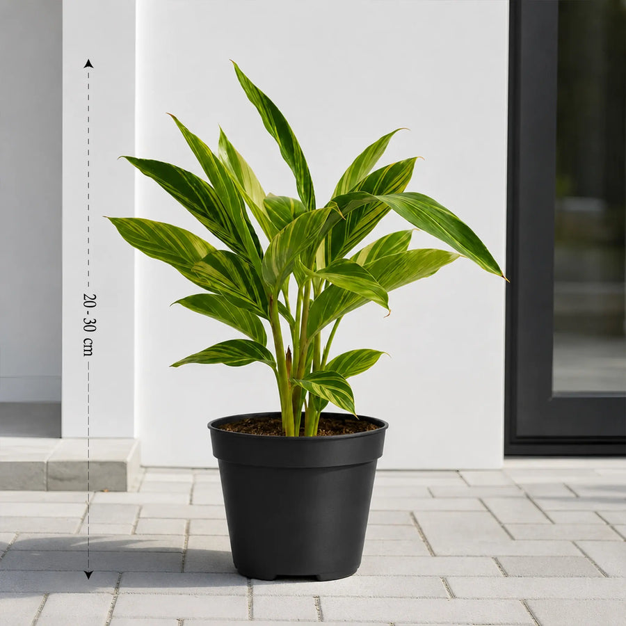 alpinia zerumbet plant