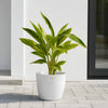 Alpinia Variegated