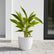 Alpinia Variegated