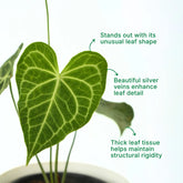 forgetii anthurium