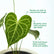 forgetii anthurium