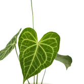 anthurium indoor plant
