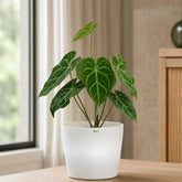 anthurium forgetii plant