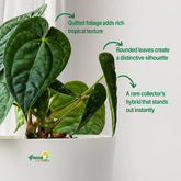 Anthurium Forgetii x Luxurians