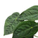 Anthurium Forgetii x Luxurians