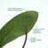 Anthurium Hookeri