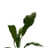 Anthurium Hookeri