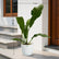Anthurium Hookeri