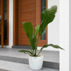 Anthurium Hookeri