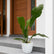 Anthurium Hookeri