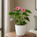 Anthurium Mini Purple