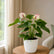 Anthurium  Princess