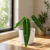 Anthurium Queen