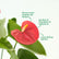 Anthurium Red