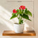 Anthurium Red