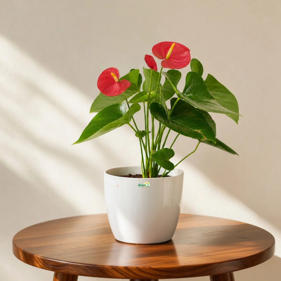 red anthurium plant