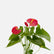 Anthurium Red