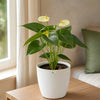 Anthurium Vanila
