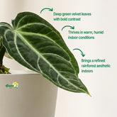 Anthurium Villenaorum