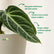 Anthurium Villenaorum