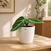 Anthurium Villenaorum