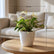 Anthurium White Flamingo