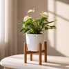 Anthurium White Flamingo