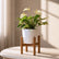Anthurium White Flamingo