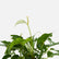 Anthurium White Flamingo