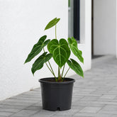 anthurium forgetii dark