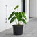 Anthurium Forgetii