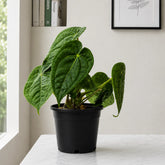 Anthurium Forgetii x Luxurians