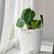 Anthurium Forgetii x Luxurians
