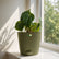 Anthurium Forgetii x Luxurians