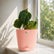 Anthurium Forgetii x Luxurians