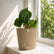 Anthurium Forgetii x Luxurians