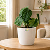Anthurium Forgetii x Luxurians