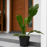 Anthurium Hookeri