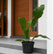 Anthurium Hookeri